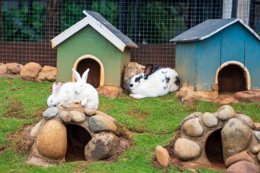 Baharda arka planda doğal bokeh olan yeşil çimenlerin üzerinde şirin küçük bir tavşan. Bahçede oynayan sevimli tavşanı kapat..