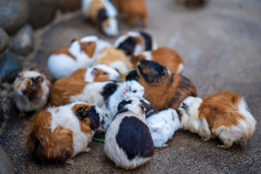 Bir grup sevimli kobay Dalat, Vietnam 'daki bahçede. Seçici odak