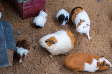 Bir grup sevimli kobay Dalat, Vietnam 'daki bahçede. Seçici odak