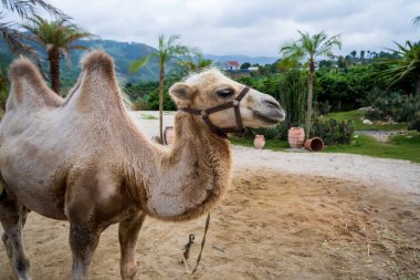 Da Lat, Vietnam 'da bir deve çiftliğinde develer. Seçici odak