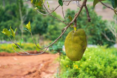 Bulanık fırınlı ağaçta tek bir Jackfruit. Kapat, yüzeysel alan derinliği olan odağı seç, arka plan için fikir kullanımı
