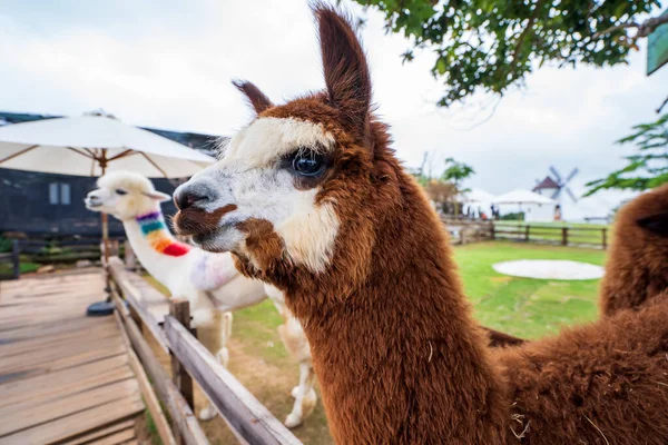 Da Lat, Vietnam 'da çimlerin üzerinde Alpaca' ya sarılan kahverengi şirin