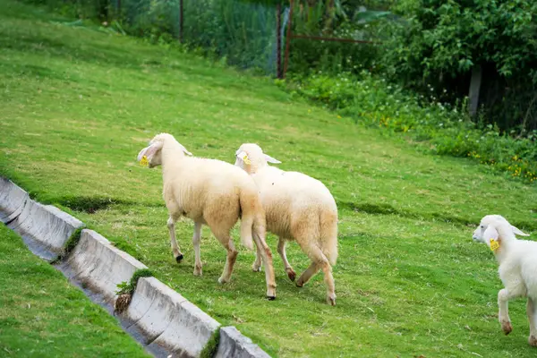Тваринницька Ферма Стадо Овець Лат Єтнам Вівці Дивляться Камеру — стокове фото