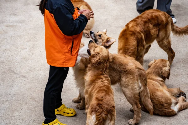 stock image Friendly dogs waiting for piece of meat from the master