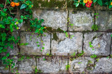 Yosun yeşili doku. Yosun arka planı. Grunge dokusunda yeşil yosun, arkaplan