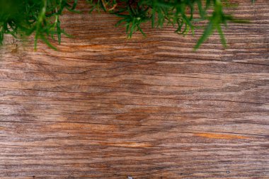 Ahşap arka planda taze orman eğreltiotu. Metin için boşluk