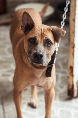 Bulanık bir geçmişi olan, bahçede oturan yalnız, sevimli kahverengi bir köpek.