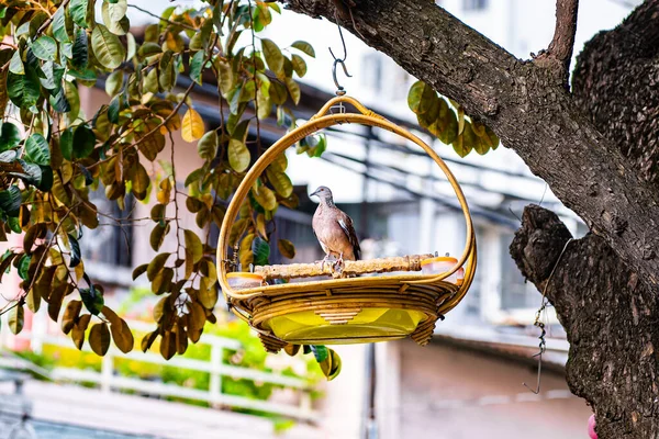 Alimentadores Pássaros Casa Árvore Para Pássaros Apartamento Alegre — Fotografia de Stock