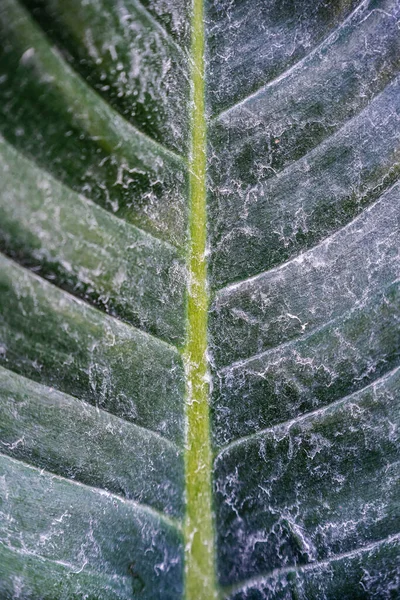 Sammanfattning Stripes Crystal Anthurium Leaf Med Damm — Stockfoto