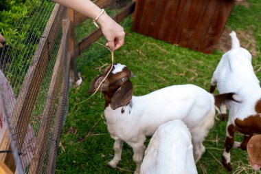 A woman at the zoo feeds goats. Help Animals
