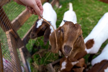 A woman at the zoo feeds goats. Help Animals