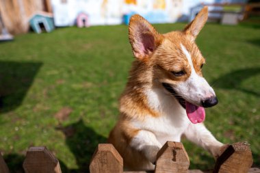 Corgi köpek gülümsemesi ve yazın mutlu çiftlikte güneşli bir gün.