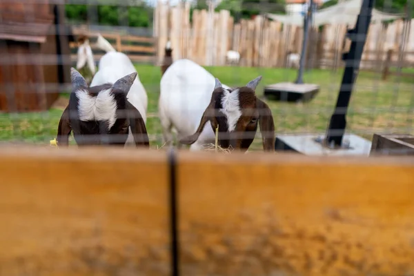 Cabra Numa Quinta Cabras Cabras Cultivadas Para Leite Comem Feno — Fotografia de Stock