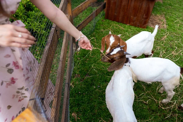 Woman Zoo Feeds Goats Help Animals — Stok fotoğraf