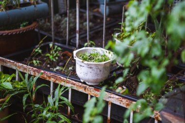 Bahçede küçük dekoratif bir şelale. Peyzaj tasarımı