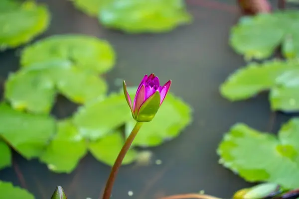 Beautiful Purple Waterlily Lotus Flower Pond — Stock Photo, Image