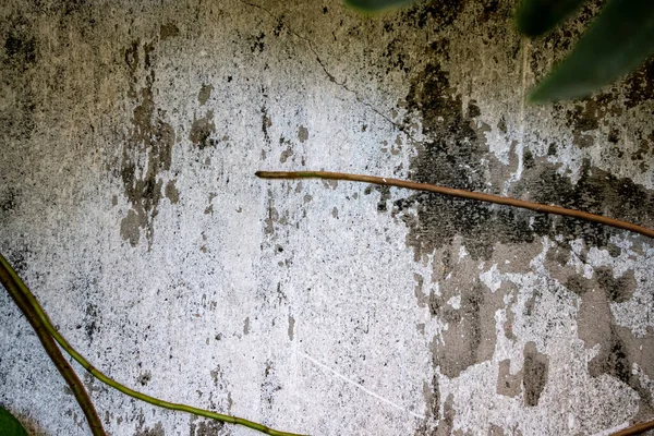 Старая Каменная Стена Плющом Фон — стоковое фото