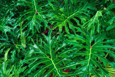 Yeşil yaprak ve palmiye arka planının doğa görüntüsü. Düzlük, karanlık doğa konsepti, tropikal yaprak