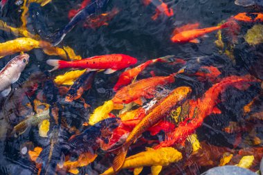 Büyük bir Koi balığı sürüsü bir arada. Akvaryum koi Asya yaban hayatı rengarenk manzara temiz su fotoğrafı