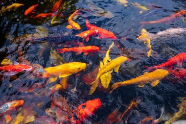 Büyük bir Koi balığı sürüsü bir arada. Akvaryum koi Asya yaban hayatı rengarenk manzara temiz su fotoğrafı