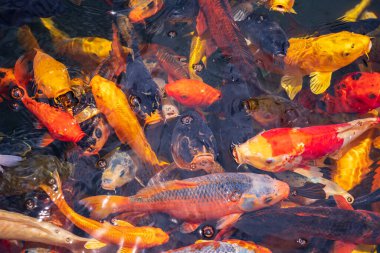 Büyük bir Koi balığı sürüsü bir arada. Akvaryum koi Asya yaban hayatı rengarenk manzara temiz su fotoğrafı