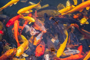 Büyük bir Koi balığı sürüsü bir arada. Akvaryum koi Asya yaban hayatı rengarenk manzara temiz su fotoğrafı