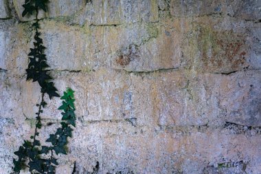 Arka planda sarmaşık olan eski taş duvar. Khaong3 doğa ve ekoloji içeriği yazmak için boş.