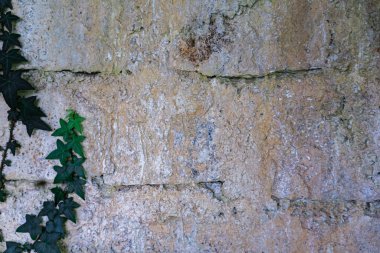 Arka planda sarmaşık olan eski taş duvar. Khaong3 doğa ve ekoloji içeriği yazmak için boş.