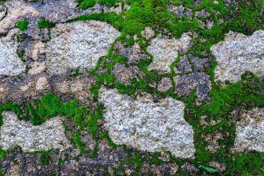 Tuğla duvarda büyük miktarda yeşil yosun var. Üzerinde yeşil yosun olan eski bir taş duvarın önü..