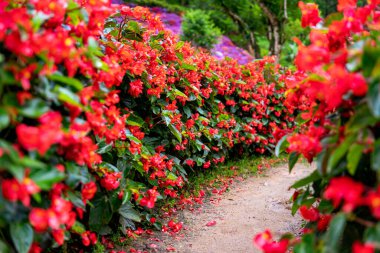 Kırmızı çiçek bahçeli toprak yol. Şiirsel tema, doğa