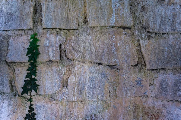 以常春藤为背景的古老石墙 Khaong3是空的 用来写关于自然和生态的内容 — 图库照片