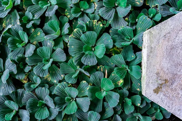 Görüntünün Üst Görüntüsü Arkaplan Olarak Yeşil Yaprağa Odaklanıyor — Stok fotoğraf
