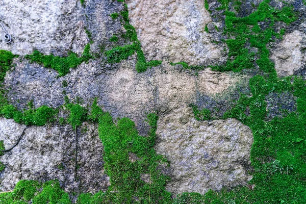 砖墙上有大量的绿色苔藓 前面是一堵绿色苔藓的旧石墙 — 图库照片