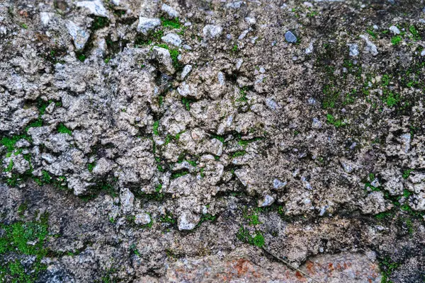 レンガの壁に大量の緑色のモスがある その上に緑色のモスを持つ古い石の壁の正面の景色 — ストック写真