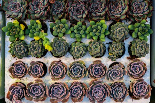 Закрыть Суккулентные Растения Смотреть Сверху Миниатюрные Сочные Растения Сочный Кактус — стоковое фото