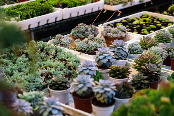 Закрыть суккулентные растения, если смотреть сверху. Миниатюрные сочные растения (сочный кактус) в саду. Селективный фокус