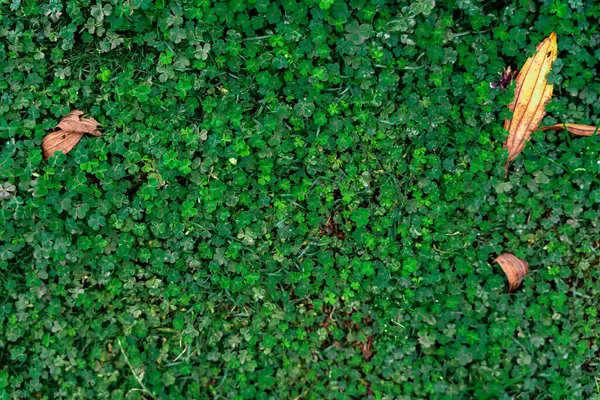 Green Grass Background Vignette Green Nature Wall Texture Ideal Use — Stok fotoğraf