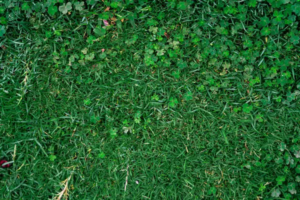 Green Grass Background Vignette Green Nature Wall Texture Ideal Use — Stok fotoğraf