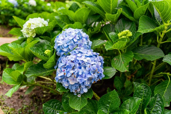 Hydrangea garden in Da Lat, Vietnam on a cloudy day. The typical flower in the mountain city in Vietnam. Da Lat is a famous tourist city.