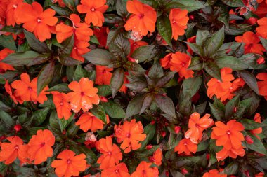 Çiçek ve yapraklardan oluşan yaratıcı bir düzen. Düz yatıyordu. Doğa konsepti. Çiçek tebrik kartı. Renkli bahar çiçeği arkaplanı, metin için alan. Doğa Moda Dekoratif Tasarımı.