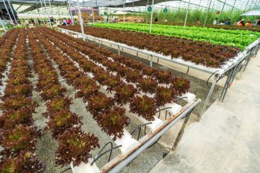 Hidroponik tarım sistemi, seradaki organik hidroponik sebze bahçesi. Suda mineral besin çözeltisine sahip bitkiler yetiştirin, toprak ya da dinamik kök yüzme teknikleri olmadan..