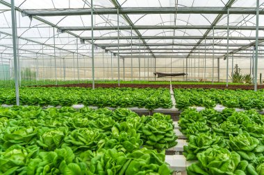 Hidroponik tarım sistemi, seradaki organik hidroponik sebze bahçesi. Suda mineral besin çözeltisine sahip bitkiler yetiştirin, toprak ya da dinamik kök yüzme teknikleri olmadan..
