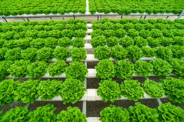 Hydroponic farming system, organic hydroponic vegetable garden in greenhouse. Grow plants with mineral nutrient solution, in water, without soil or Dynamic Root Floating Technique.