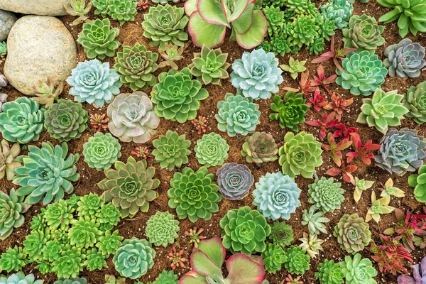 Close up succulent plants garden viewed from above. Miniature succulent plants (succulent cactus) in the garden. Selective focus
