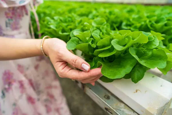 Close up hand farmer in hydroponic garden during morning time food background concept with copy space