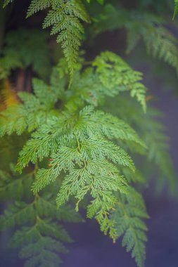 Palmiye yapraklarının sis efektiyle bulanık resim