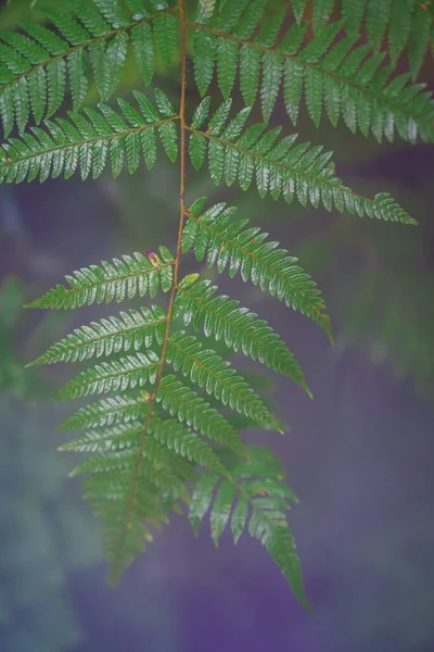 Palmiye Yapraklarının Sis Efektiyle Bulanık Resim — Stok fotoğraf