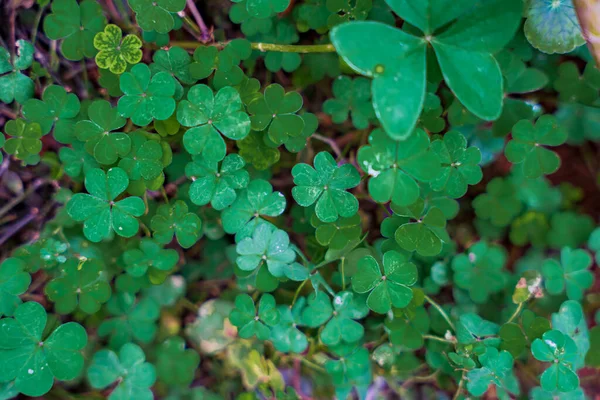 Lucky Irish Fyrklöver Fältet För Patricks Day Symbol Med Trebladig — Stockfoto