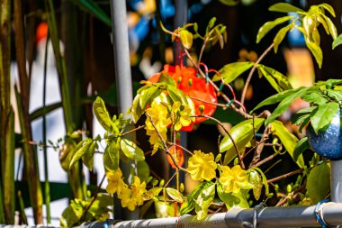 Hoa Mai ağacı (Ochna Integerrima) çiçeği, Vietnam 'da geleneksel ay yeni yılı (Tet bayramı). Kayısı, bahar bahçesinde parlak sarı çiçekler açar. Seçici odak.