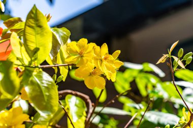 Hoa Mai ağacı (Ochna Integerrima) çiçeği, Vietnam 'da geleneksel ay yeni yılı (Tet bayramı). Kayısı, bahar bahçesinde parlak sarı çiçekler açar. Seçici odak.